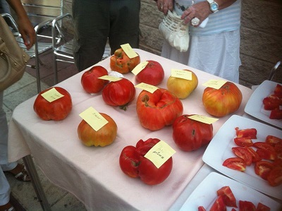 concurso tomates