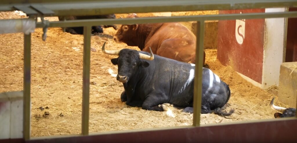 ofrece visitas a los corrales de suelta durante las fiestas