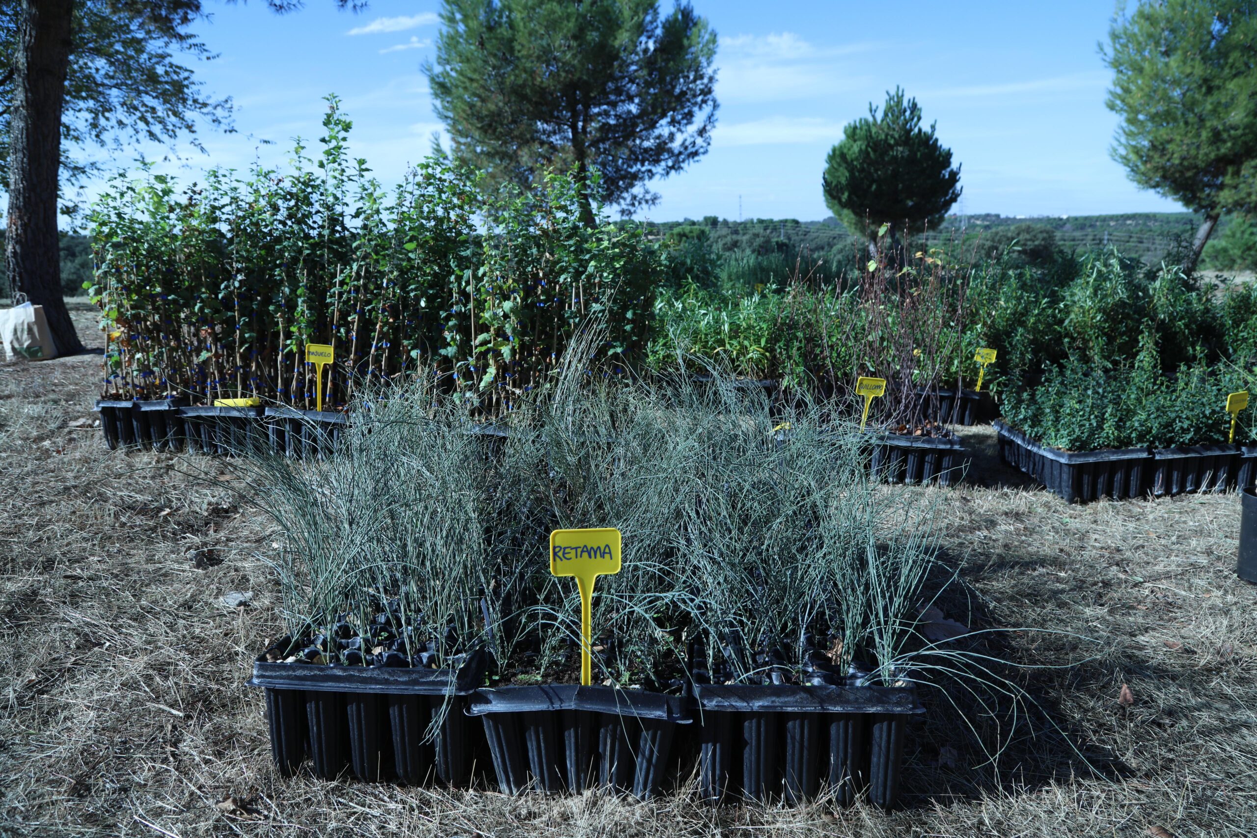 Alcobendas recibe 5.288 plantas silvestres autóctonas del IMIDRA