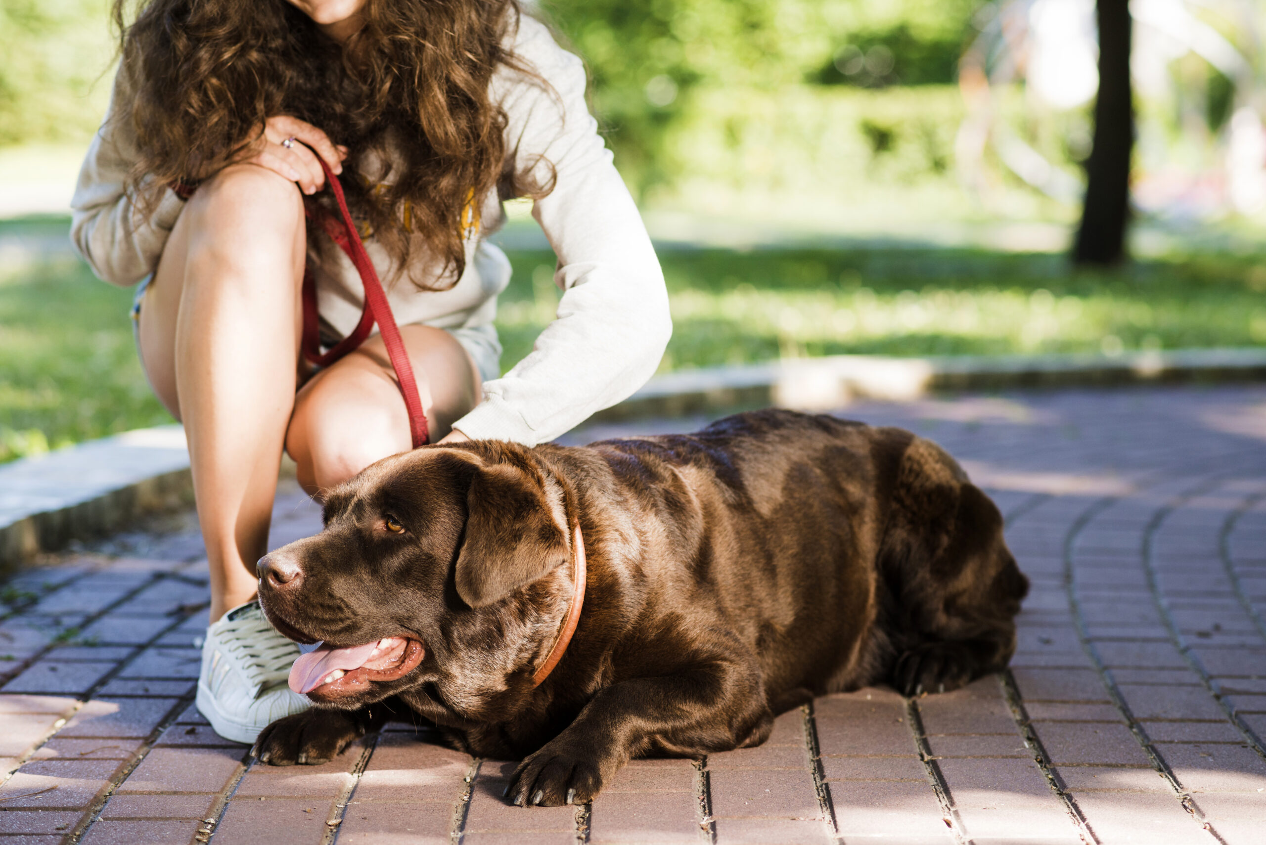 Tres Cantos refuerza campaña ADN Canino para mantener limpia la ciudad