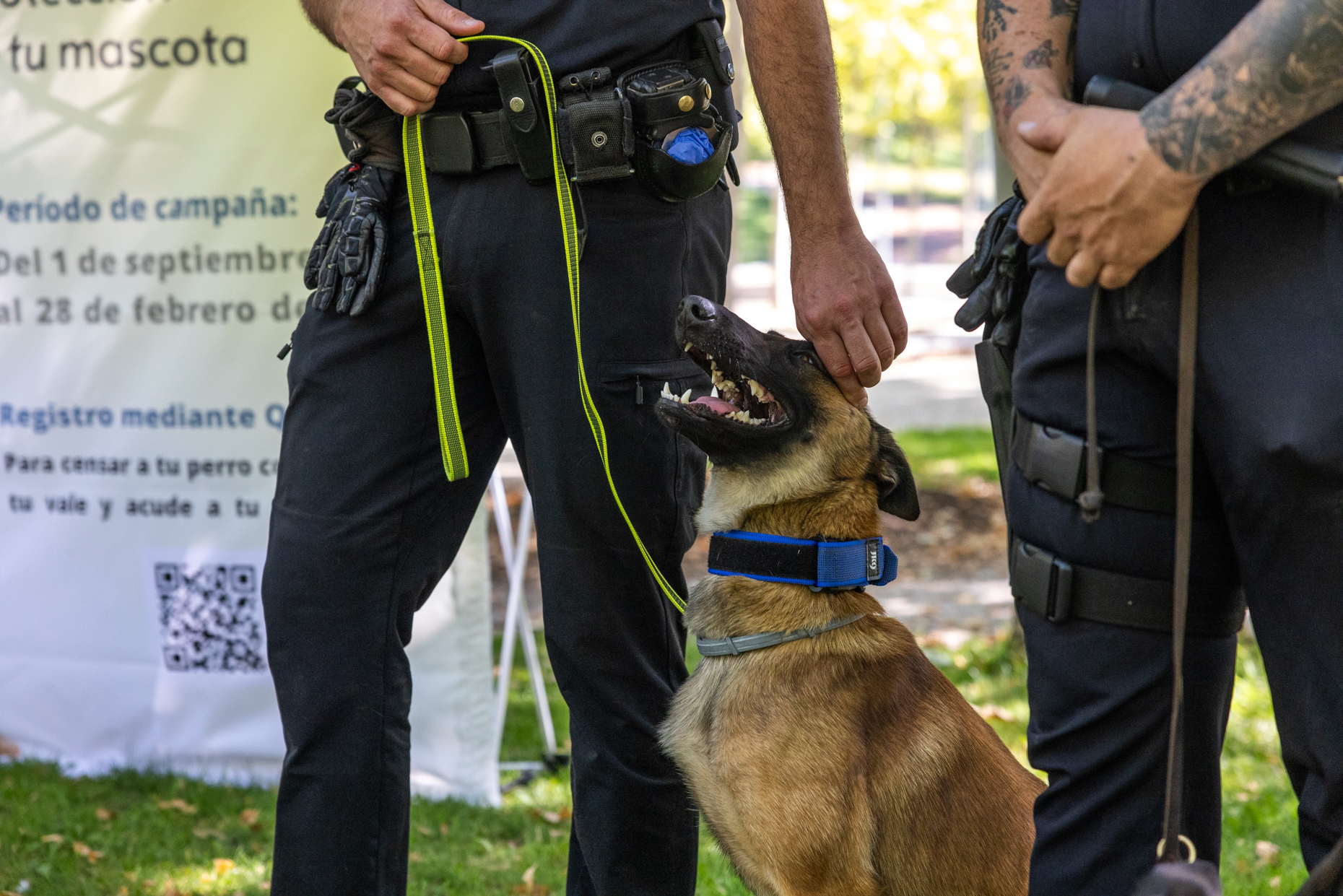 Roma estudia el modelo de ADN canino implantado en Tres Cantos