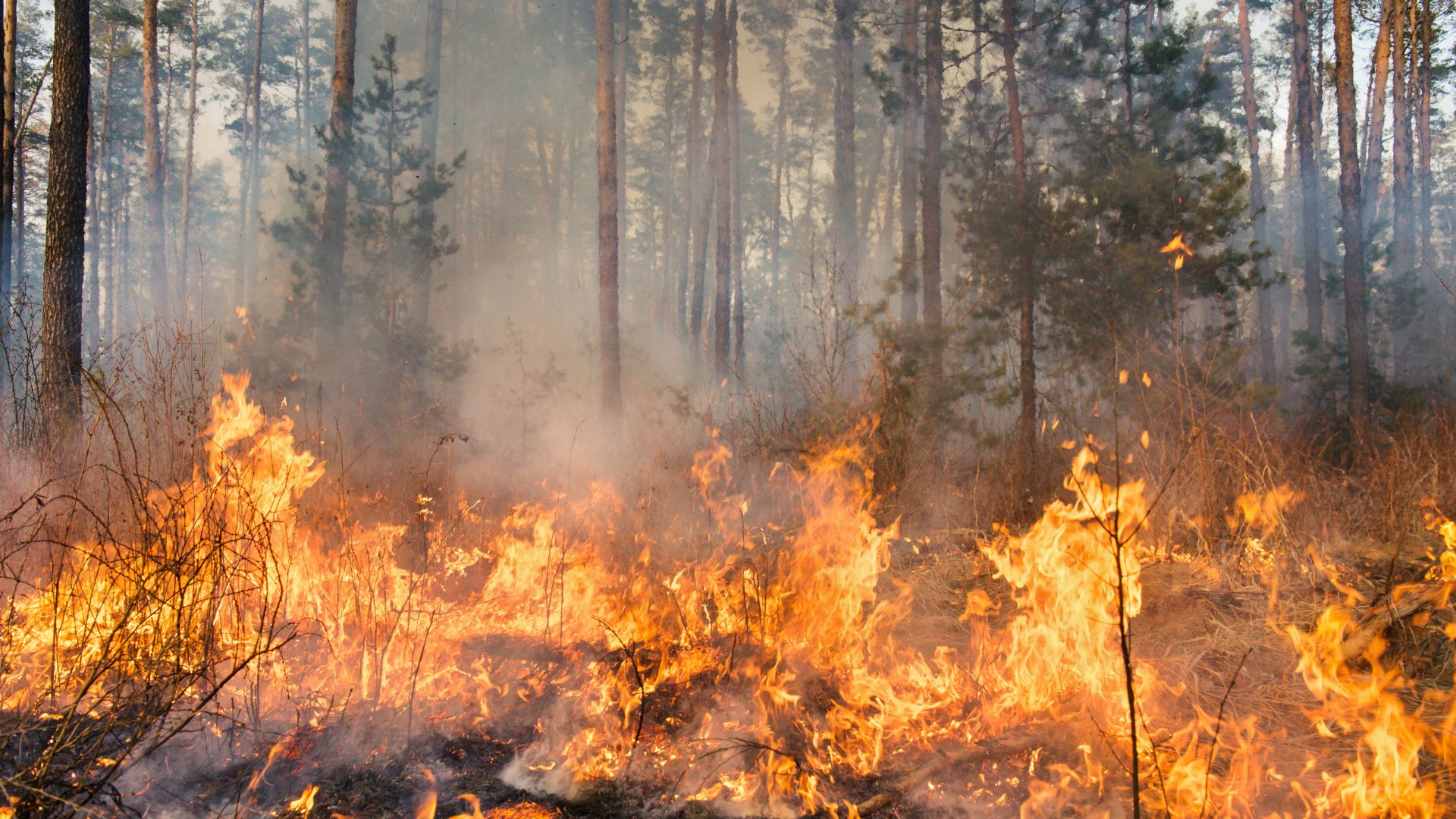 Tres Cantos ofrece ayuda y colaboración en los incendios del oeste de Madrid