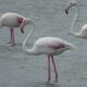 Santa Pola’s salinas and the flamboyant world of the flamingo Paul Rose