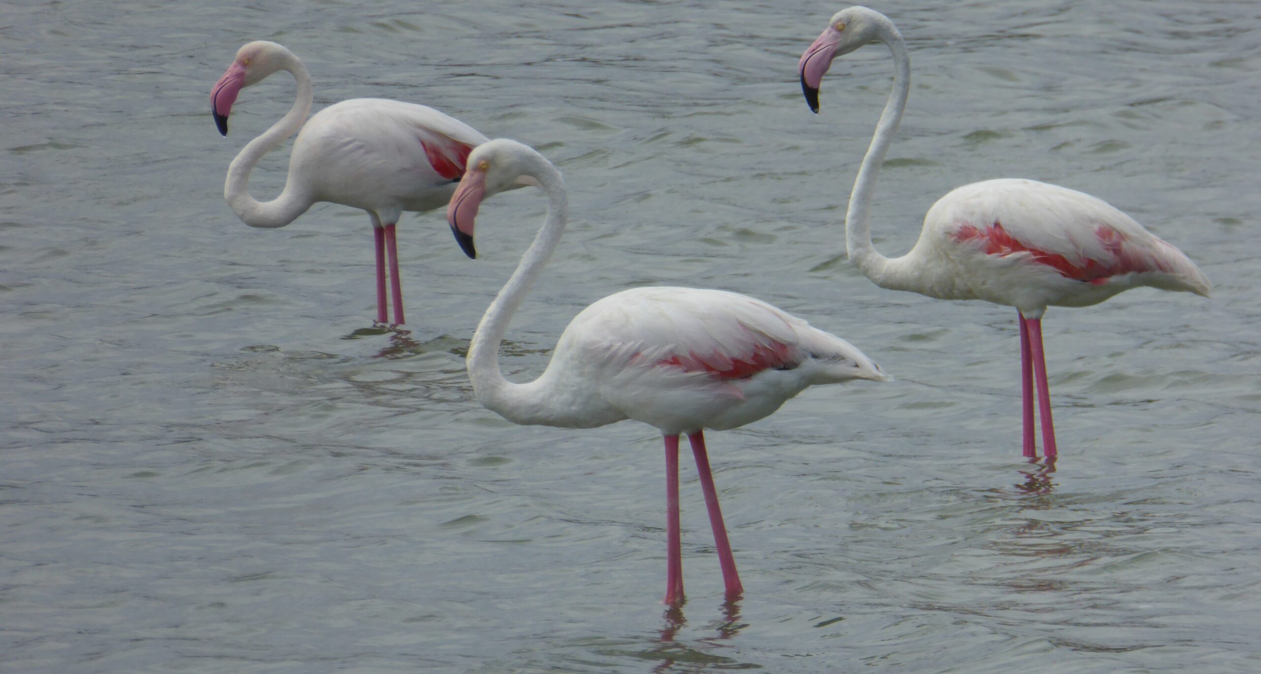 Santa Pola’s salinas and the flamboyant world of the flamingo Paul Rose