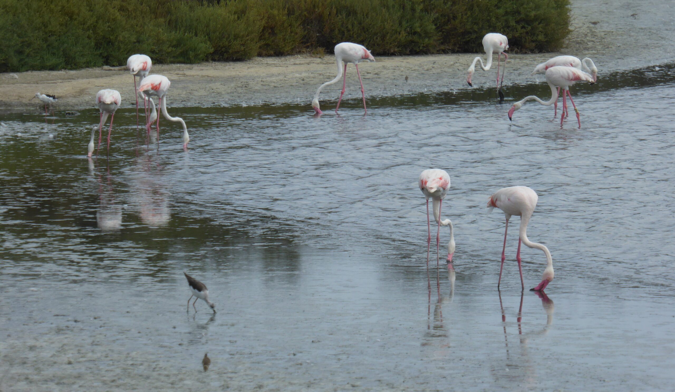 Santa Pola’s salinas and the flamboyant world of the flamingo Paul Rose