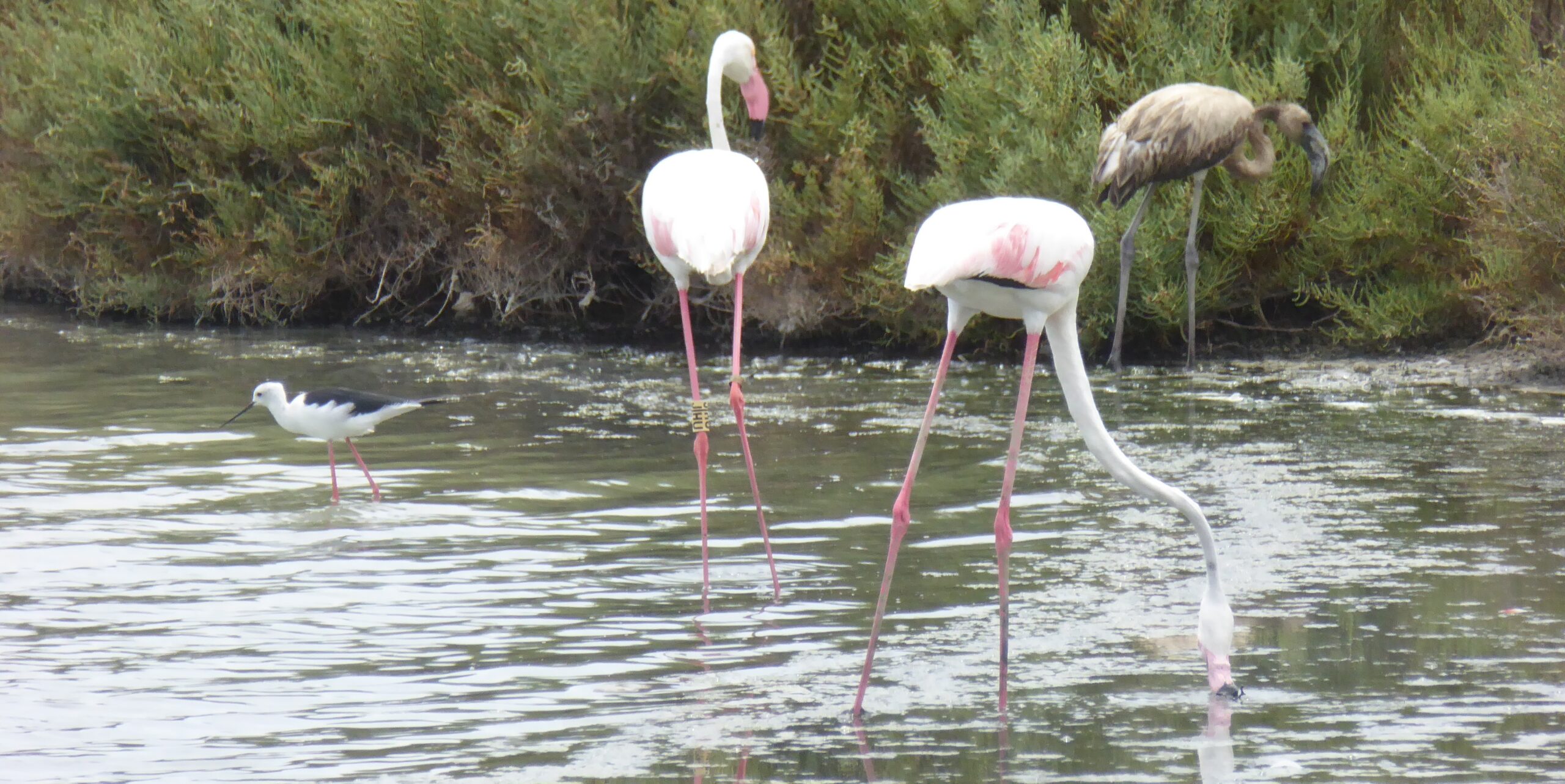 Greater flamingos and other waterbirds feeding in the shallow, saline water of the Santa Pola salinas