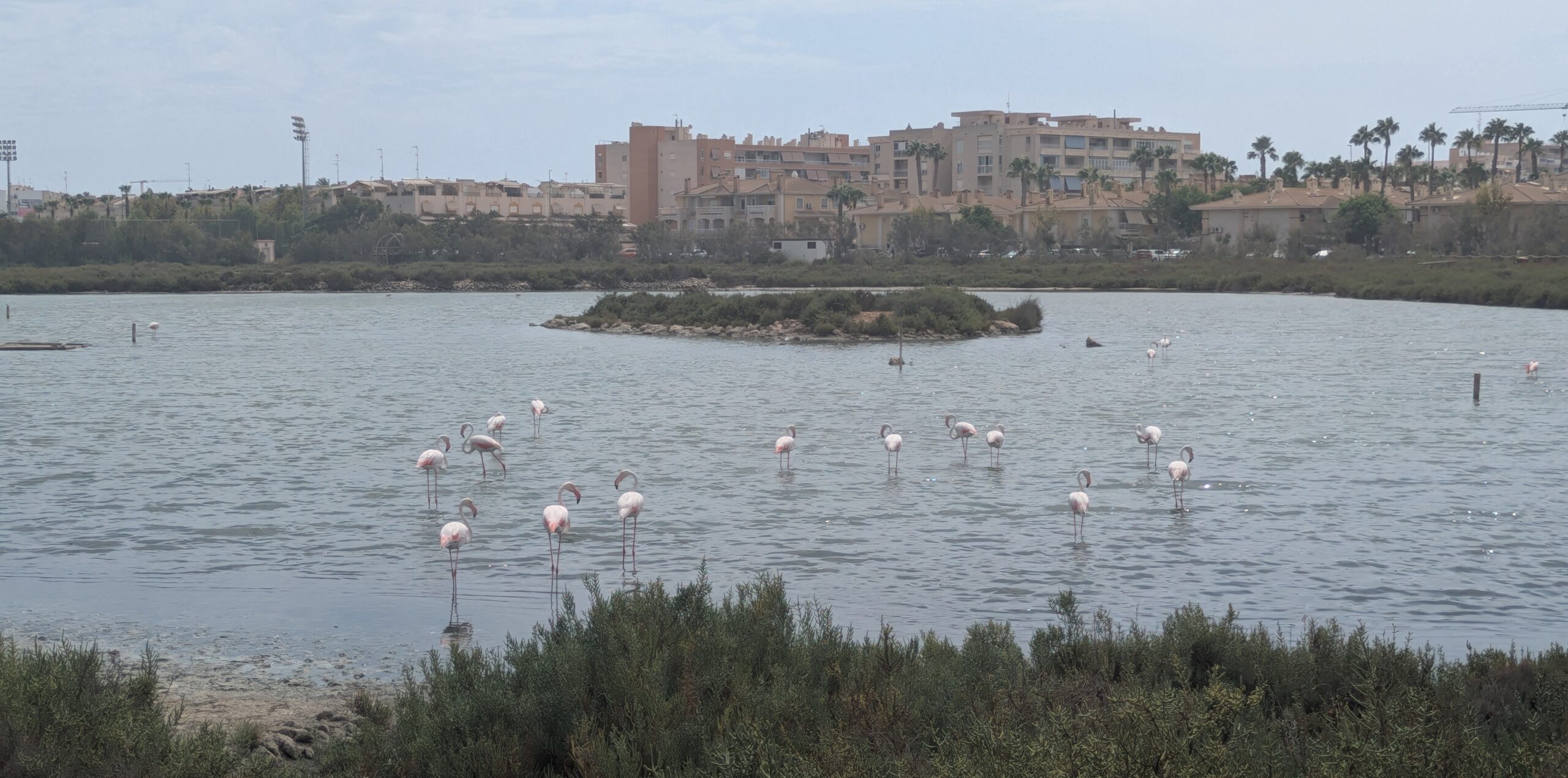 Greater flamingos and other waterbirds feeding in the shallow, saline water of the Santa Pola salinas
