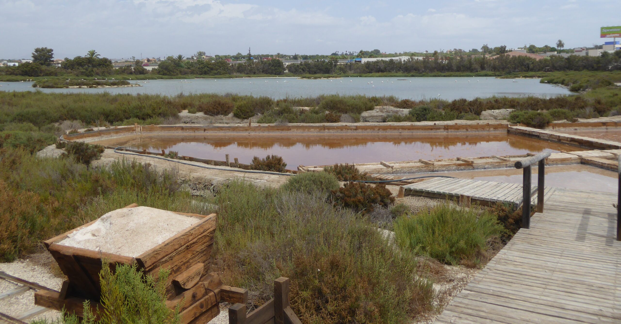 Greater flamingos and other waterbirds feeding in the shallow, saline water of the Santa Pola salinas