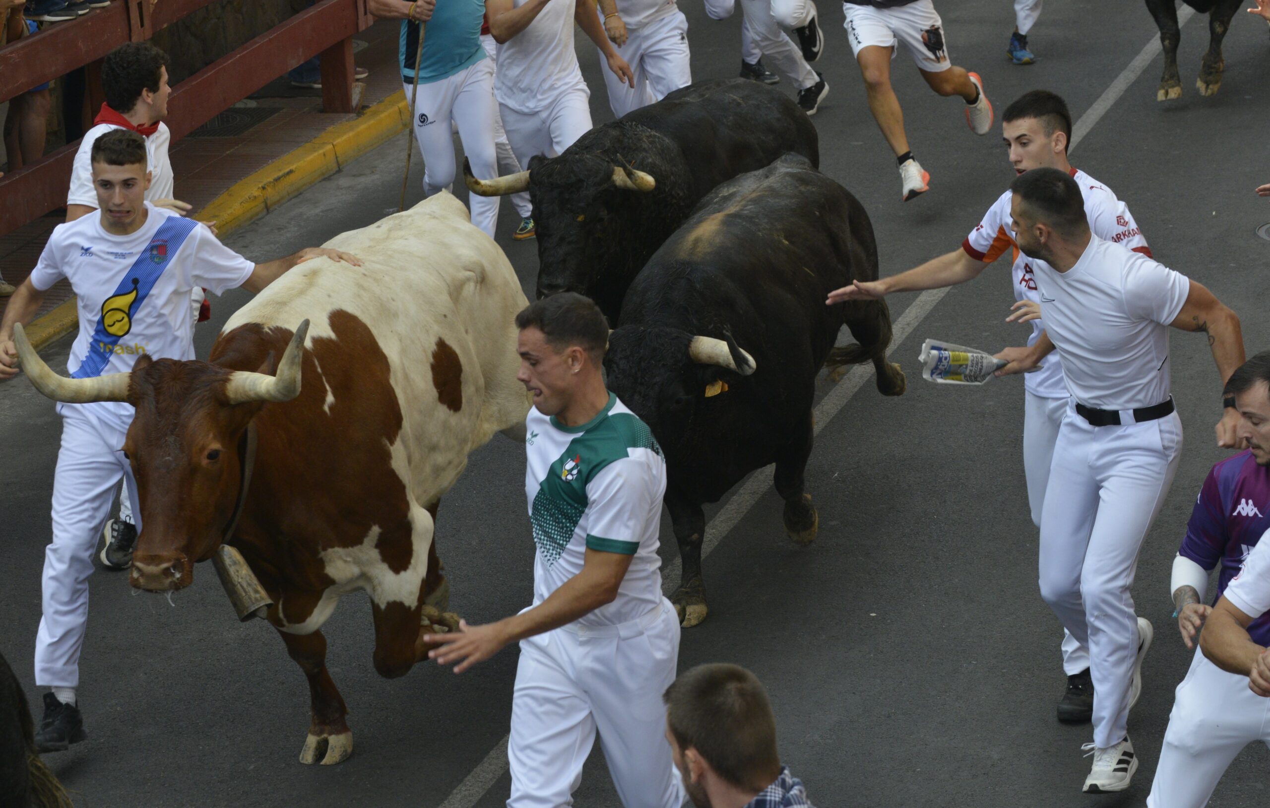 Emocionante primer encierro de Sanse con toros de la gananaderia Hermanos Tardeu