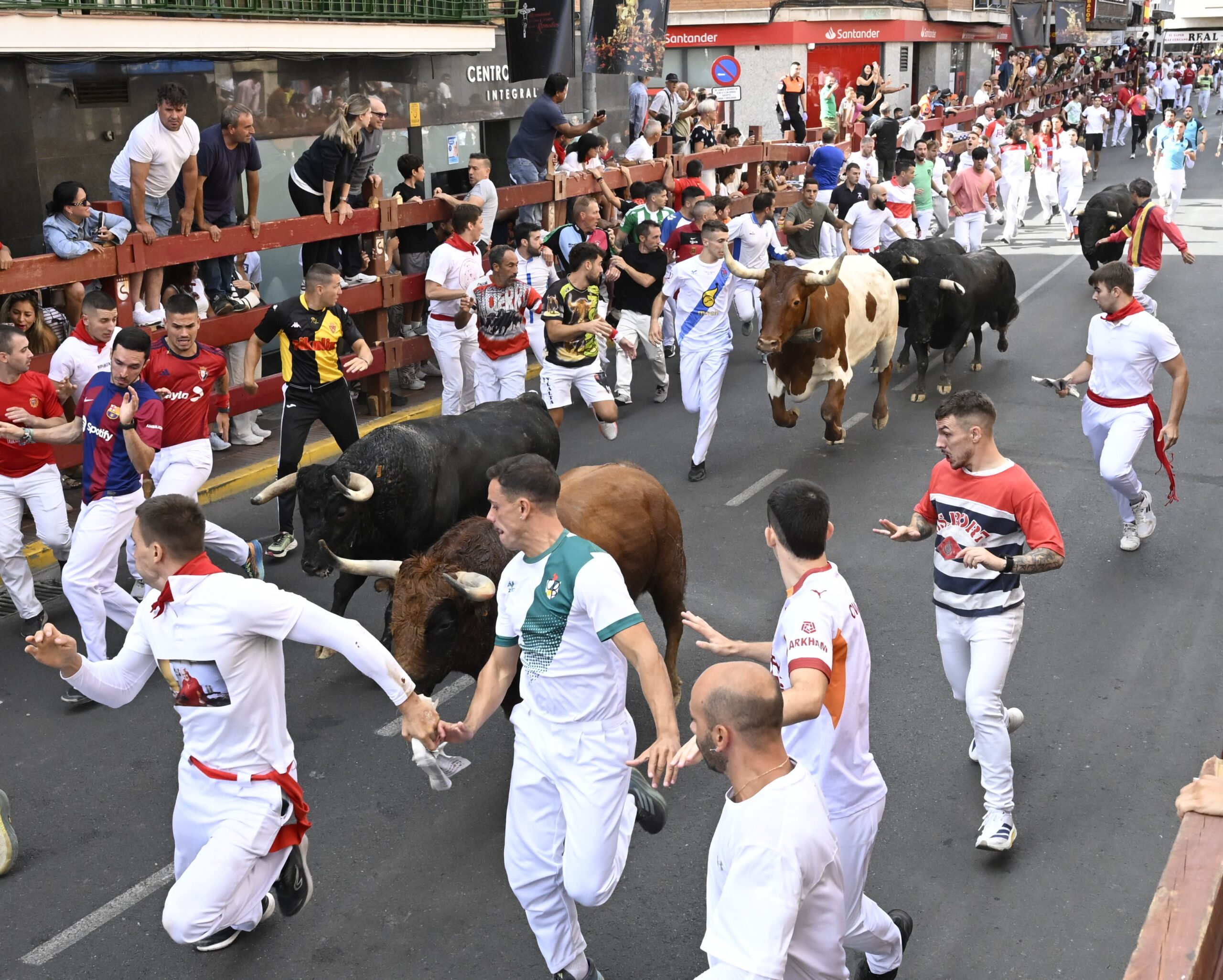 Emocionante primer encierro de Sanse con toros de la gananaderia Hermanos Tardeu