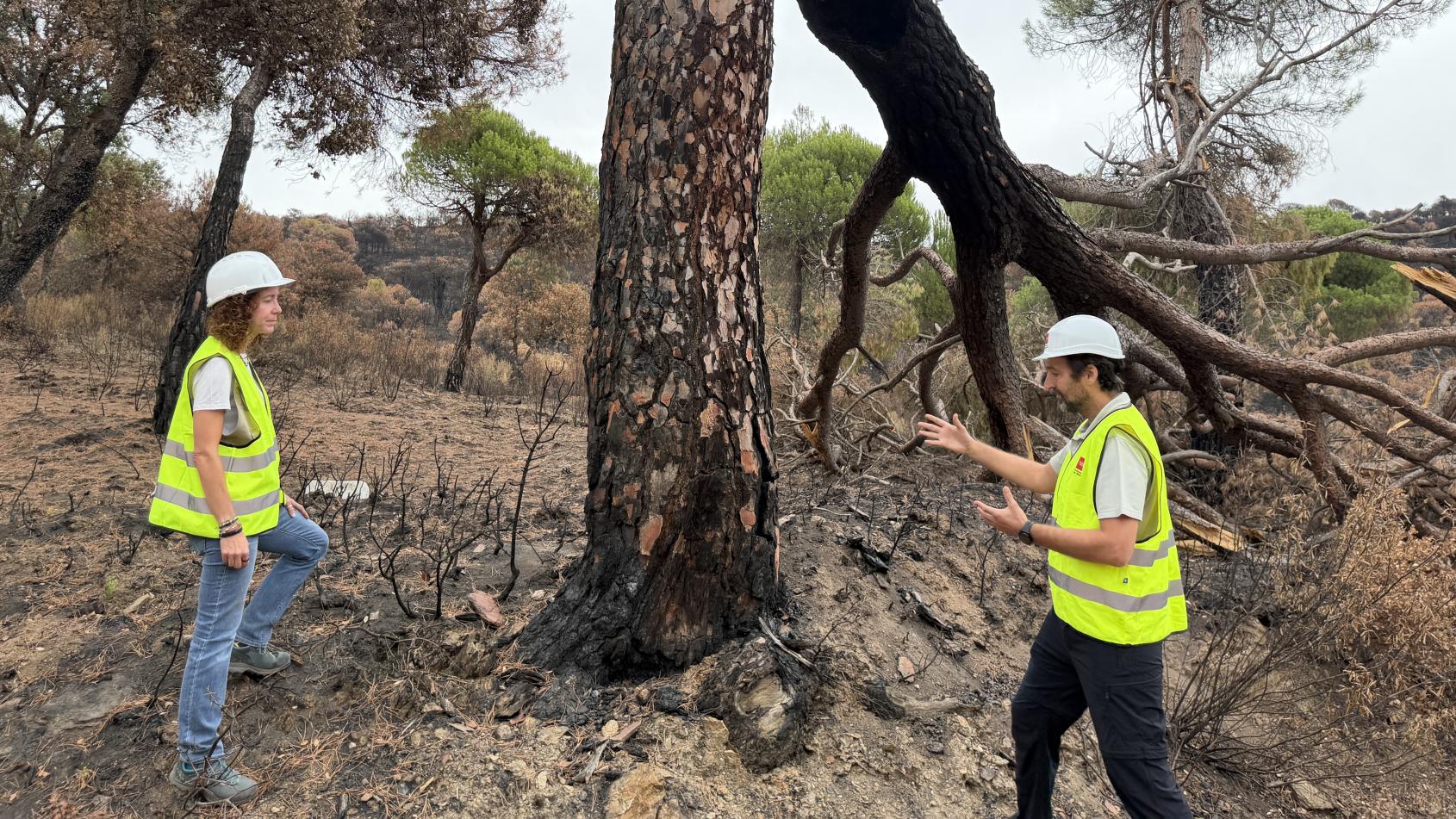 CAM actúa en 100 kilómetros de caminos forestales afectados incendio Sierra Oeste
