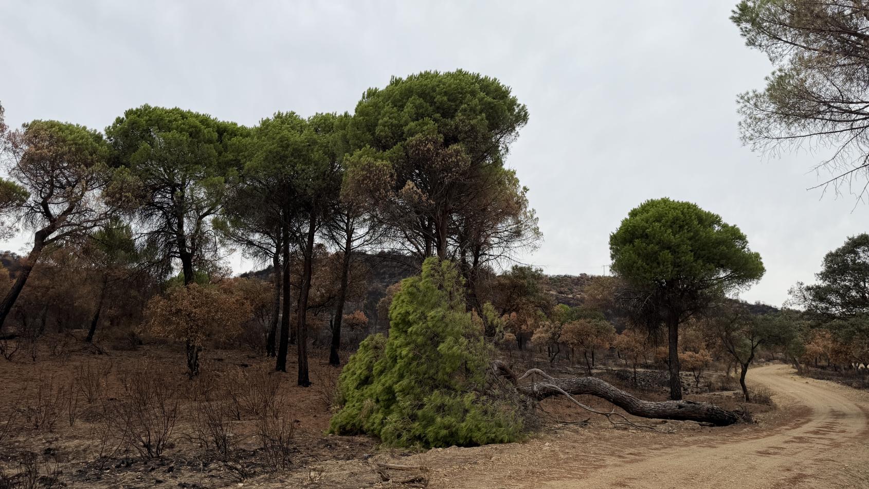 CAM actúa en 100 kilómetros de caminos forestales afectados incendio Sierra Oeste
